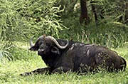 Buffalo Okavango